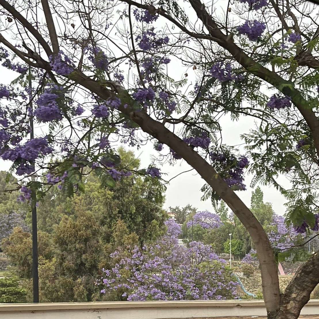 تغذية بصرية💜