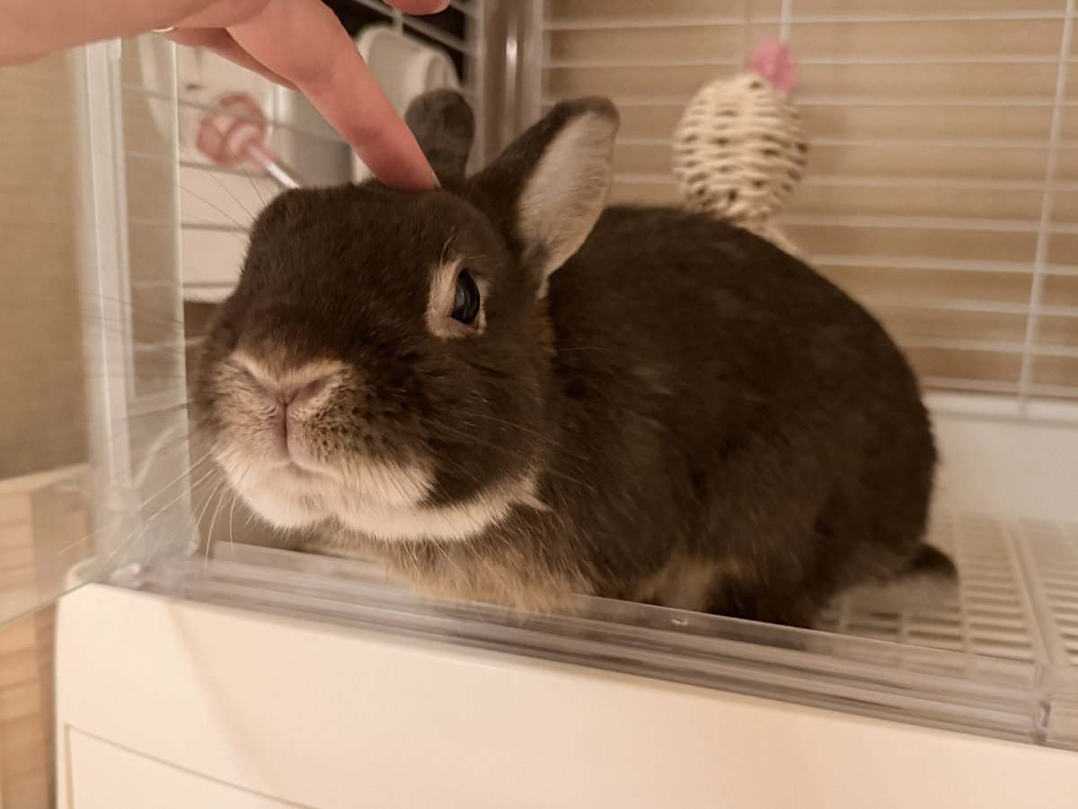 kurokurotsukipi's tweet image. - ̗̀ おもち社長の続報  ̖́-
GWは@RabbitLink2 様のホテルに預けていたのですが、その預けたホテルの影響もあってか、そこから食欲が戻りなんとご飯を完食するようになりました？！！
ご飯出ても無視だったのに、今じゃご飯だー♪って感じです🍚
皆さん仰るように、ご飯イヤイヤ期だったんでしょうか…
