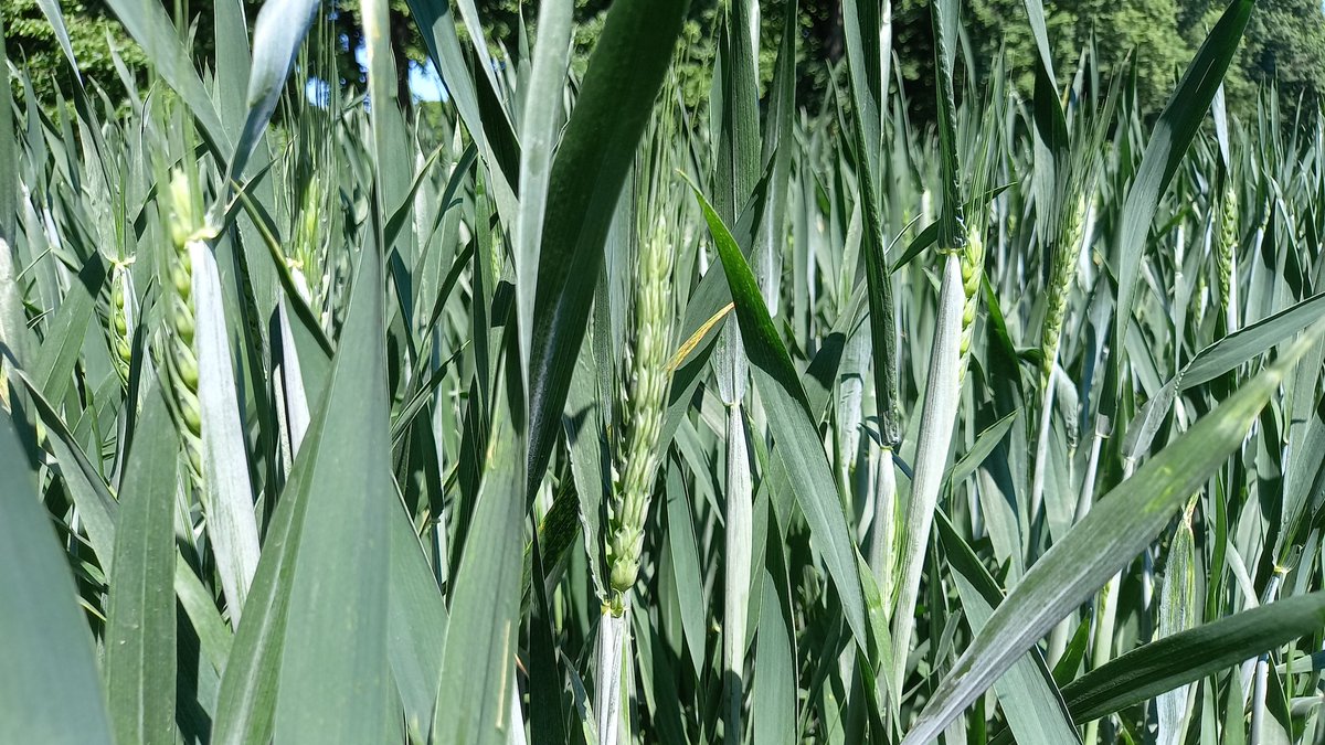 Plaine de Versailles, épiaison