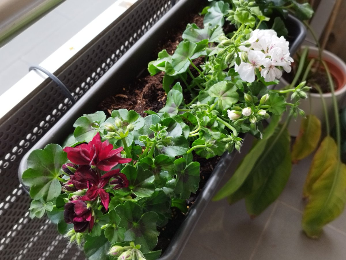 Die Balkon-Saison ist eröffnet 🌞