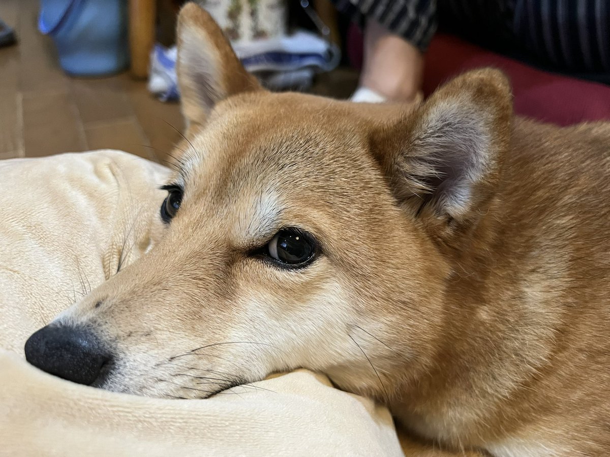 1102Mako's tweet photo. @shibamidoo うちも同じです🐕 https://t.co/wyu5NnW4Dd