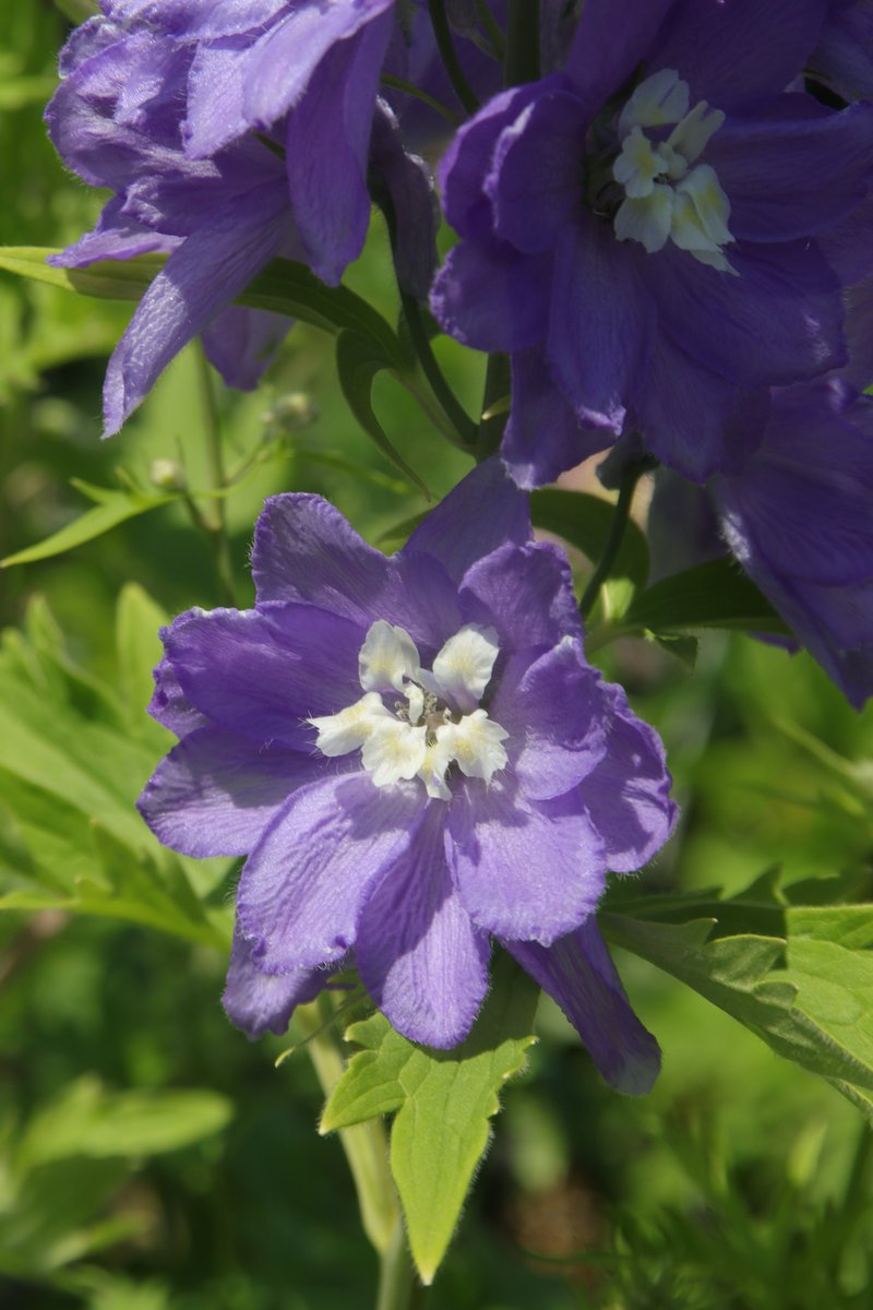 gontanokoneroku's tweet image. Delphinium 😇 
#Photography #Flowers #Delphinium