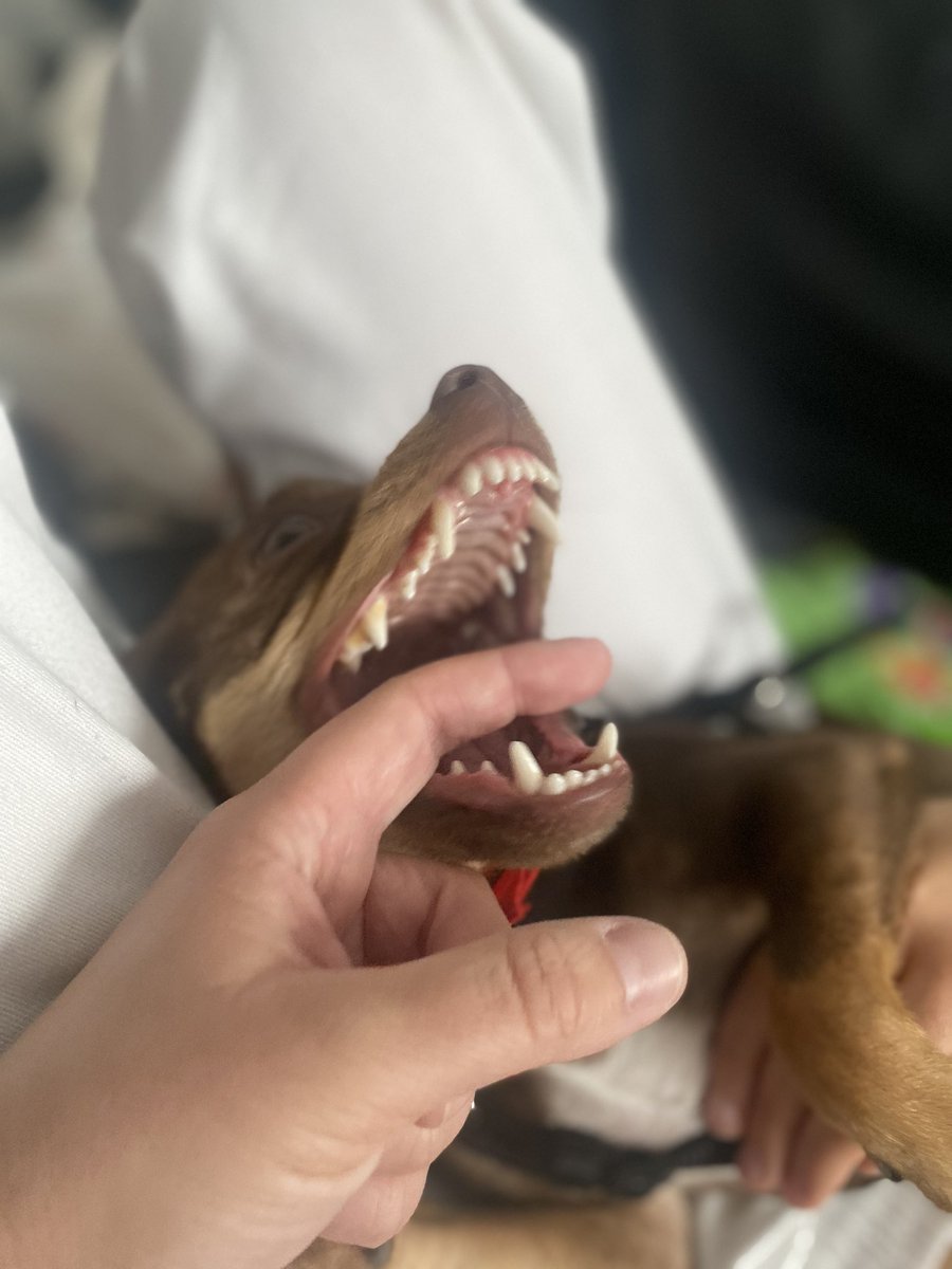 Es oficial. La enana y yo tenemos un gremlin mojado 🤪