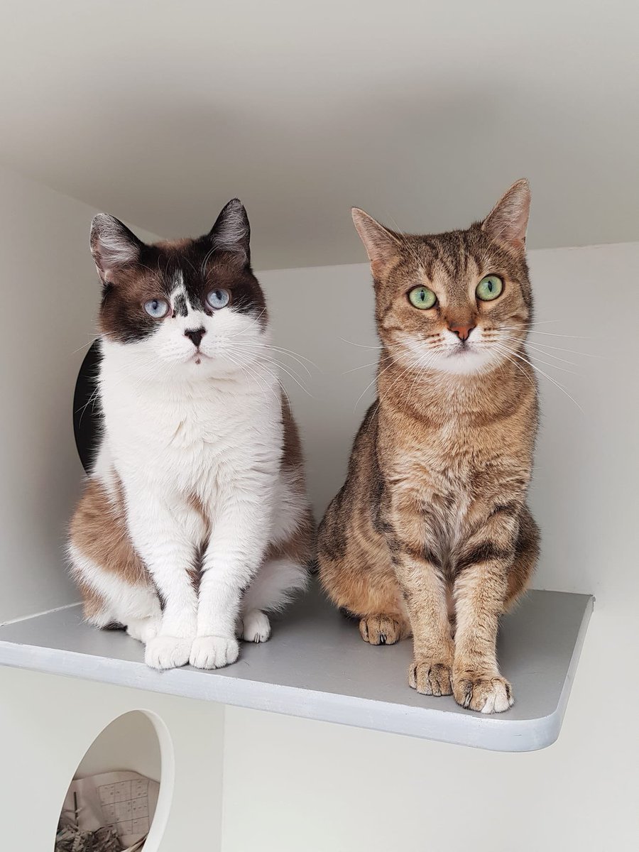 Berta en Stijntje lijken misschien niet erg op elkaar, maar ze zijn echt zusjes en elkaars favoriete gezelschap 🧡 Wat ze wel gemeen hebben, is dat ze allebei erg lief zijn en graag aaitjes ontvangen. En lekker eten! 

Fijn weekend namens de zusjes! 

#zaterdag #Amsterdam