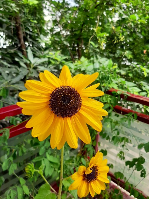 Gm Legends!   🌻  
We are back... 📈