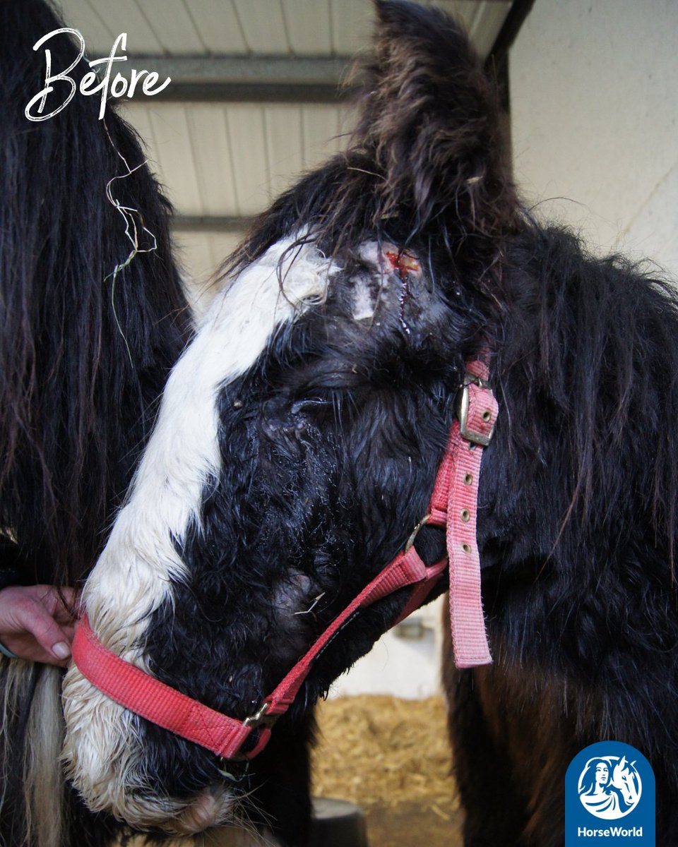 HorseWorldTrust's tweet image. Meet Einstein💙

Rescued from a barn where 12 horses were left to die, he was underweight, unhandled &amp;amp; battling salmonella and strangles.

Now? He’s in a loving loan home with his rehomer Helen who says: "I just love and adore him!"

#StranglesAwarenessWeek #RescuePony