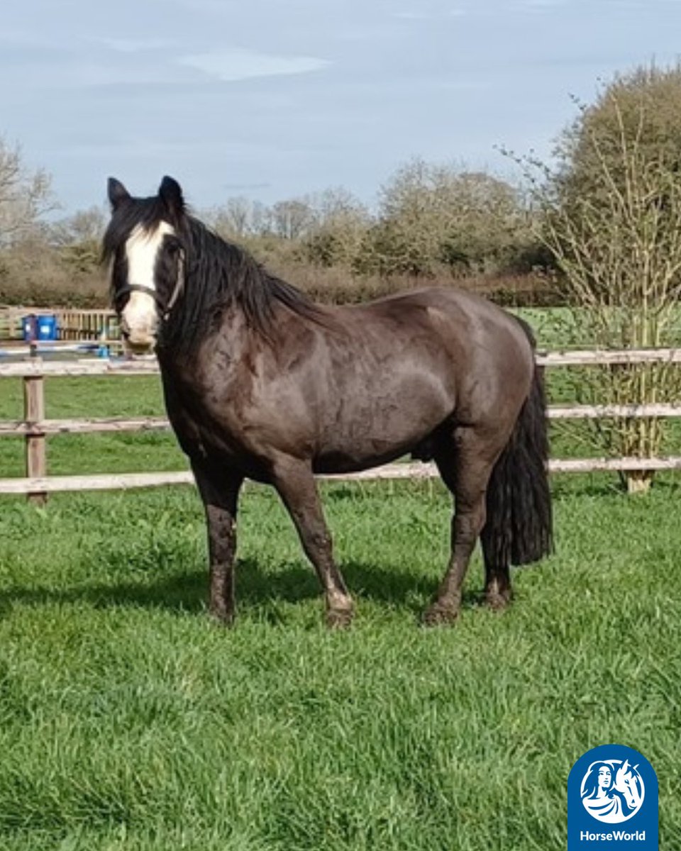 HorseWorldTrust's tweet image. Meet Einstein💙

Rescued from a barn where 12 horses were left to die, he was underweight, unhandled &amp;amp; battling salmonella and strangles.

Now? He’s in a loving loan home with his rehomer Helen who says: "I just love and adore him!"

#StranglesAwarenessWeek #RescuePony