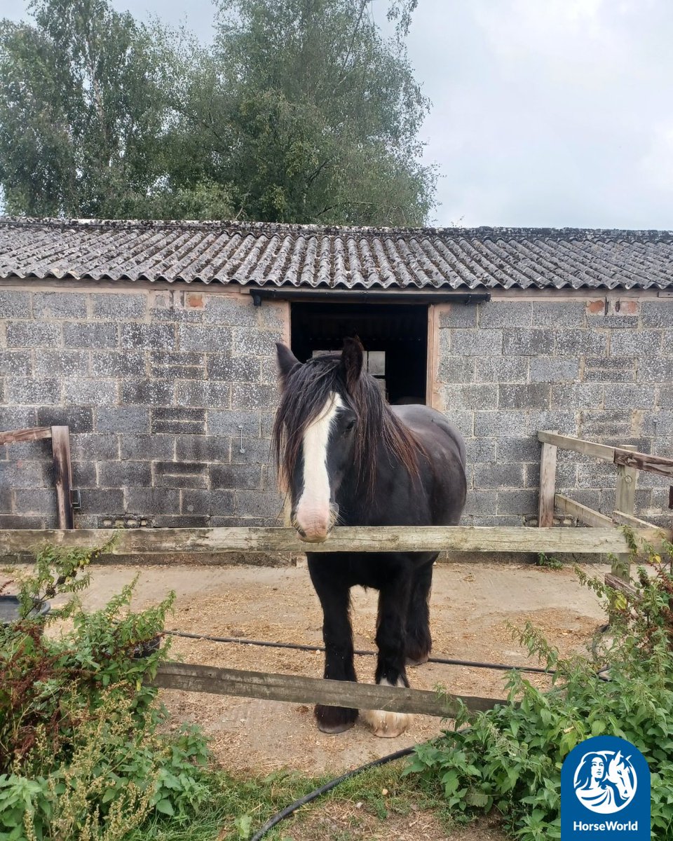 HorseWorldTrust's tweet image. Meet Einstein💙

Rescued from a barn where 12 horses were left to die, he was underweight, unhandled &amp;amp; battling salmonella and strangles.

Now? He’s in a loving loan home with his rehomer Helen who says: "I just love and adore him!"

#StranglesAwarenessWeek #RescuePony