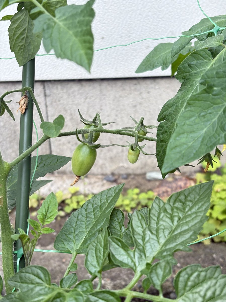 Amaneiro73's tweet photo. 野菜もスクスク早く食べたいですね！

#万願寺とうがらし #トマト #家庭菜園 #プランター https://t.co/pzmpAAtCEr