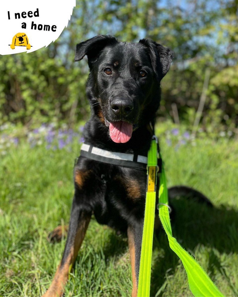 DT_Kenilworth's tweet photo. Beautiful Pax is here to start of your weekend the right way, with a smile! ๐ถ
With his big happy smile and love for exploring, Pax is looking for an active home with teens 16+.๐งธ๐ฒ
#RescueDog #AdoptMe #ShepherdCross https://t.co/fsmgWduZco