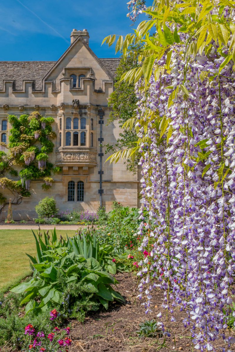 StJohnsOx's tweet photo. Weekend wisteria 💜 https://t.co/bR6C54rTDf