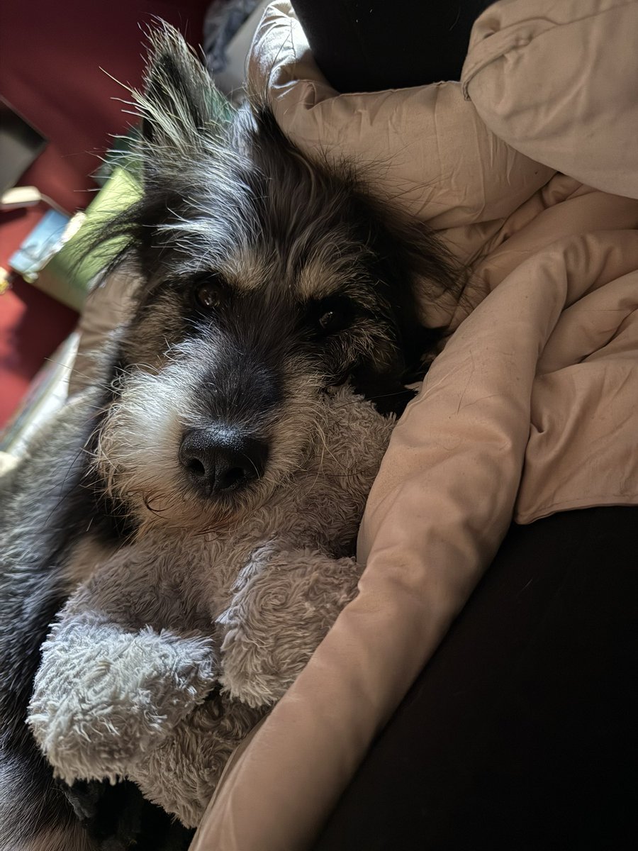 Mojito und sein Waschbär 🥰