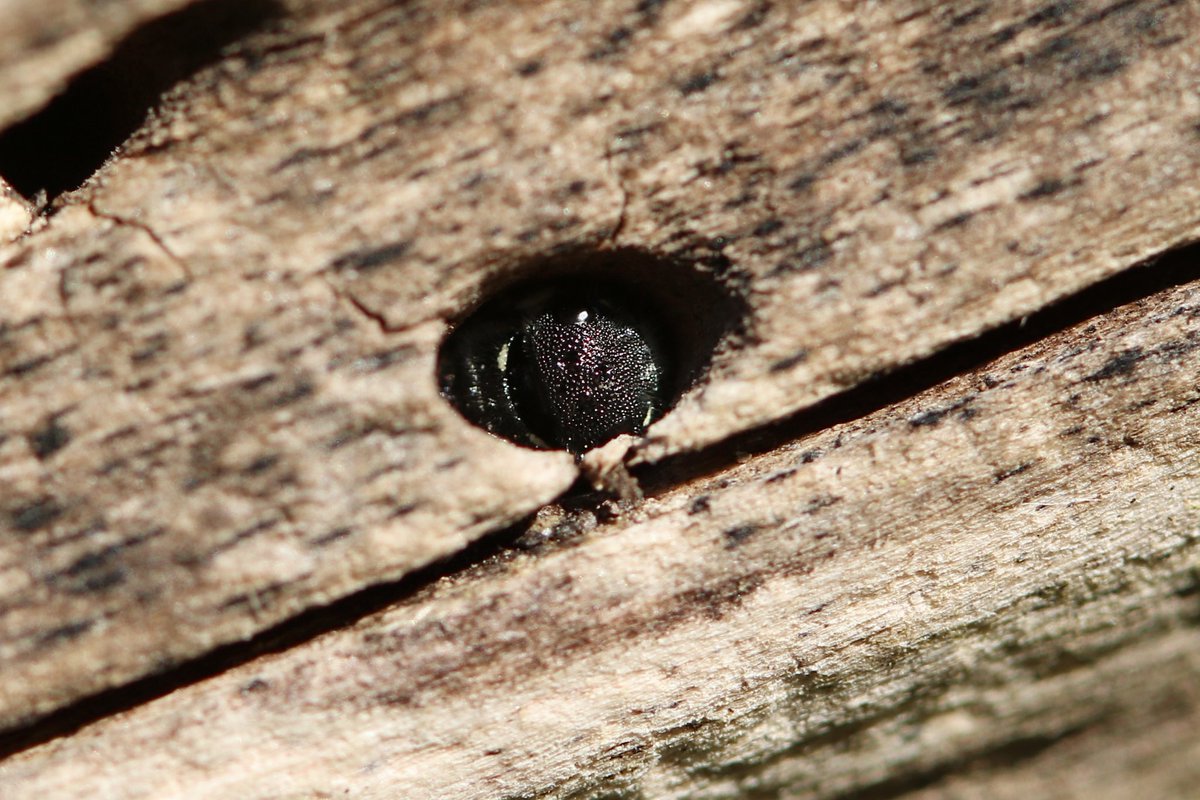 Yesterday I took a break from work to chase insects around the park. I managed to photograph what I think are Ectemnius wasps, which I have not knowingly encountered before but already really love.

📍 Milham Ford Nature Park, Oxford