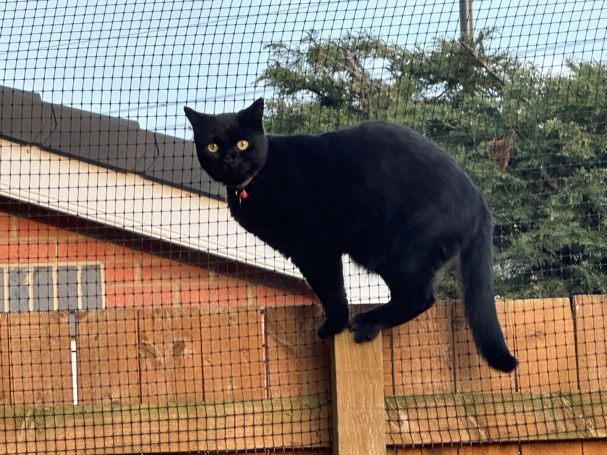 🐈‍⬛:  Just checking the integrity of the catio.  Making sure the bald 👨‍🦲 one can’t get back in after we locked him out 😹😹.  Happy #Caturday furriends 🖤🧡 #CatsOfX #CatsOfTwitter #panfursquad