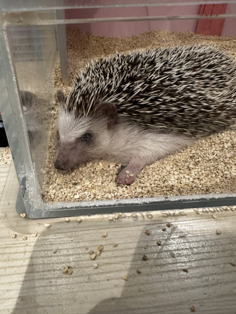 devnte's tweet image. Some highlights from the initial leg of the Japan vacation