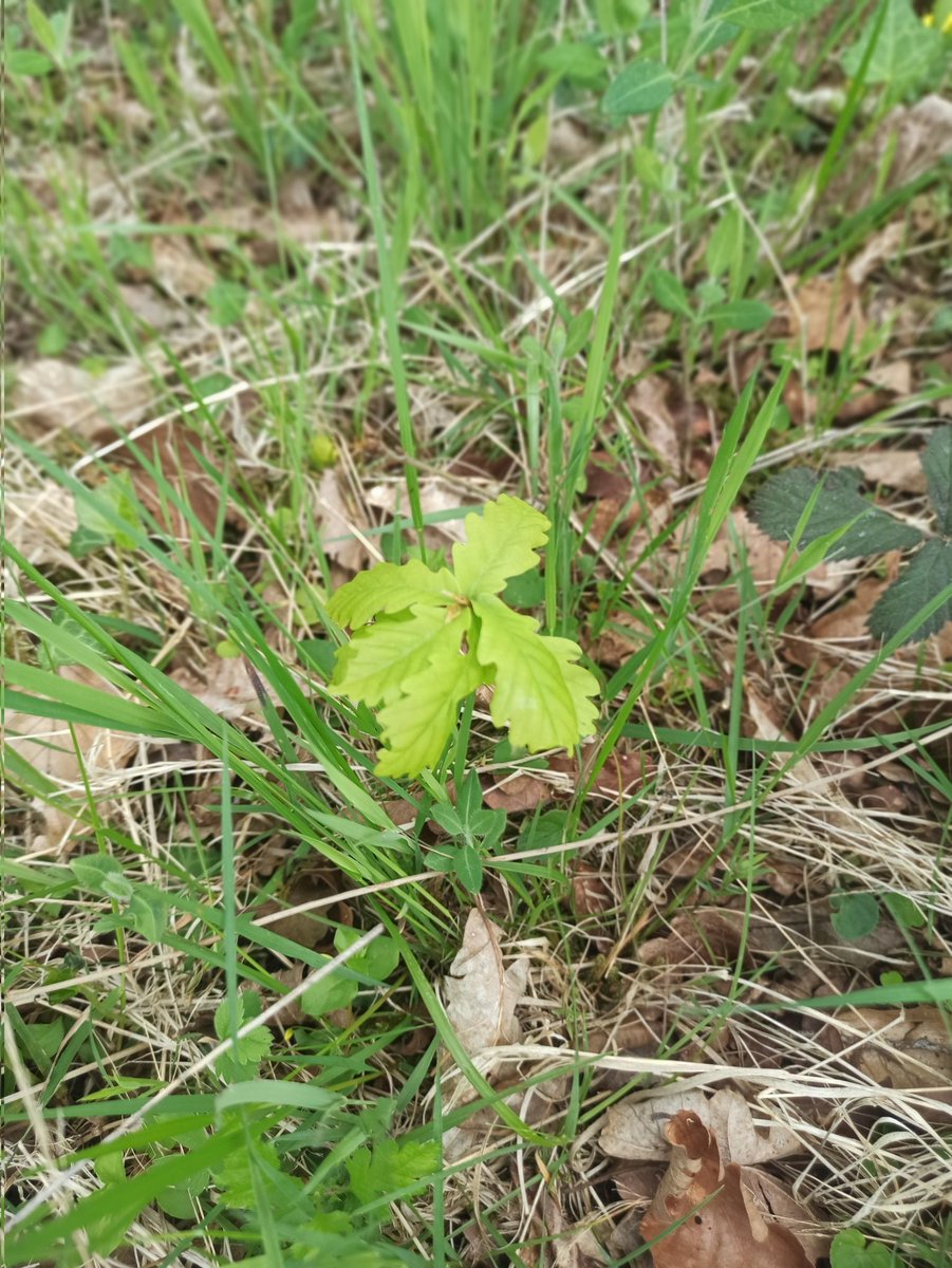 KempasUK's tweet image. Cute baby oak. 🌳  #screenbreak