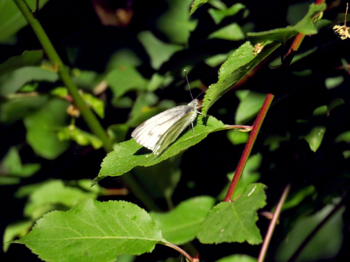 CCommijs's tweet photo. En een paar #witjes 🦋 https://t.co/eP1sI12MC5