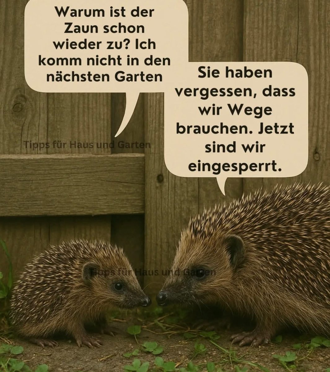‼️ Bitte öffnet Euere Zäune , damit der Igel auch in die anderen Gärten kommt 🫶🦔💪