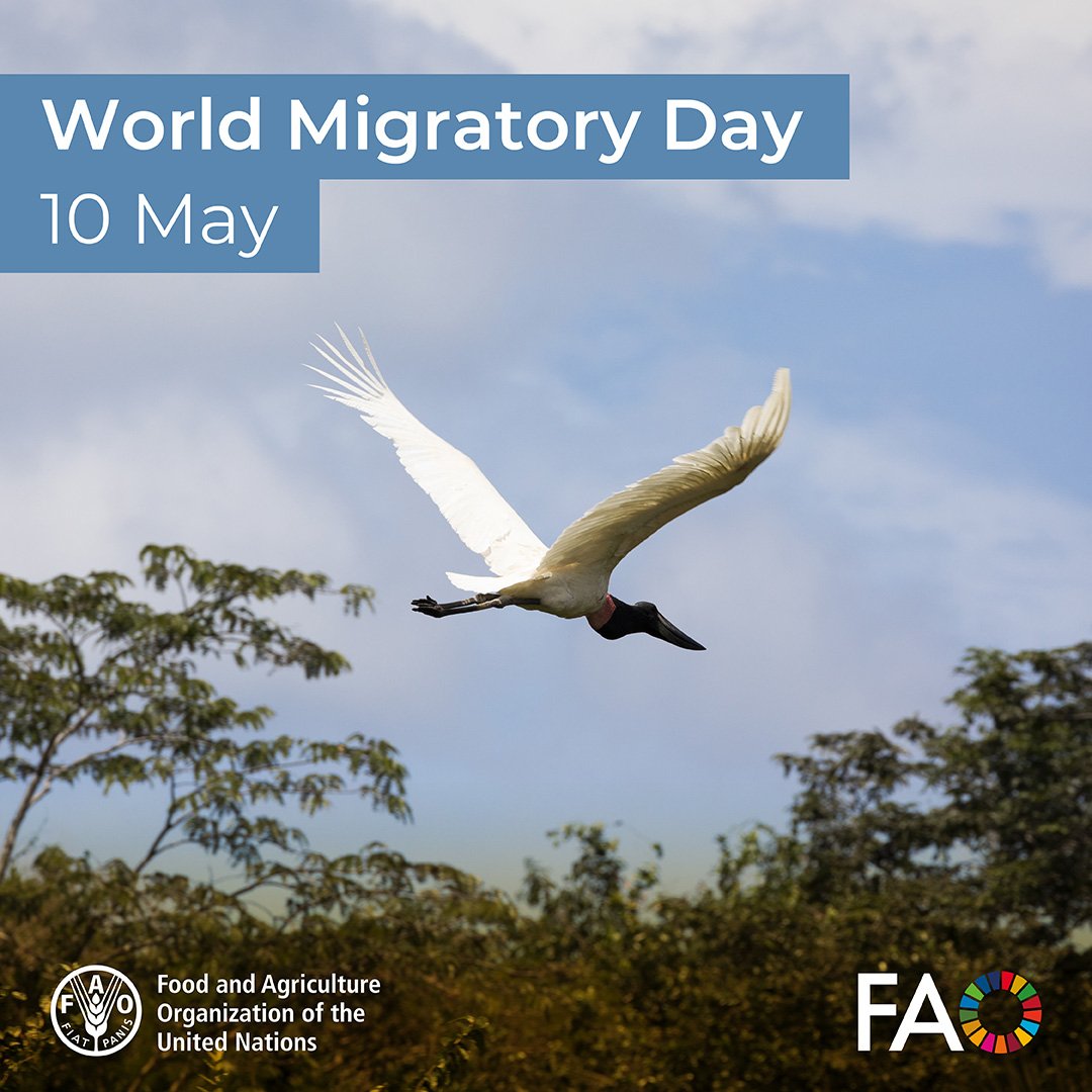 FAO Livestock (@faolivestock) on Twitter photo 🕊️ On #WorldMigratoryBirdDay, we highlight the toll #AvianInfluenza takes on wild birds.
<a href="/FAO/">Food and Agriculture Organization</a> monitors, prevents & responds to #HPAI to protect wildlife, livestock & people.
🔗 fao.org/animal-health/… 🕊️ On #WorldMigratoryBirdDay, we highlight the toll #AvianInfluenza takes on wild birds.
<a href="/FAO/">Food and Agriculture Organization</a> monitors, prevents & responds to #HPAI to protect wildlife, livestock & people.
🔗 fao.org/animal-health/…