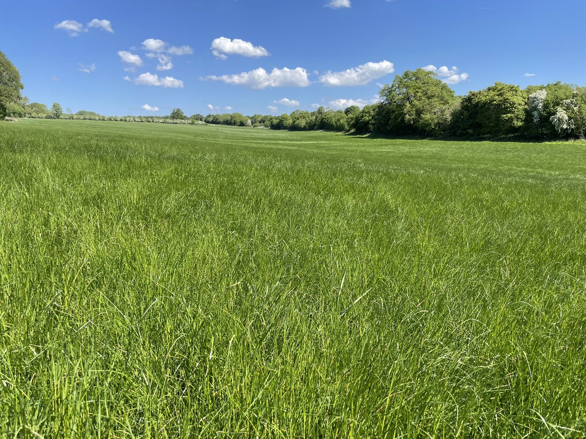 Grace Welling tweet media