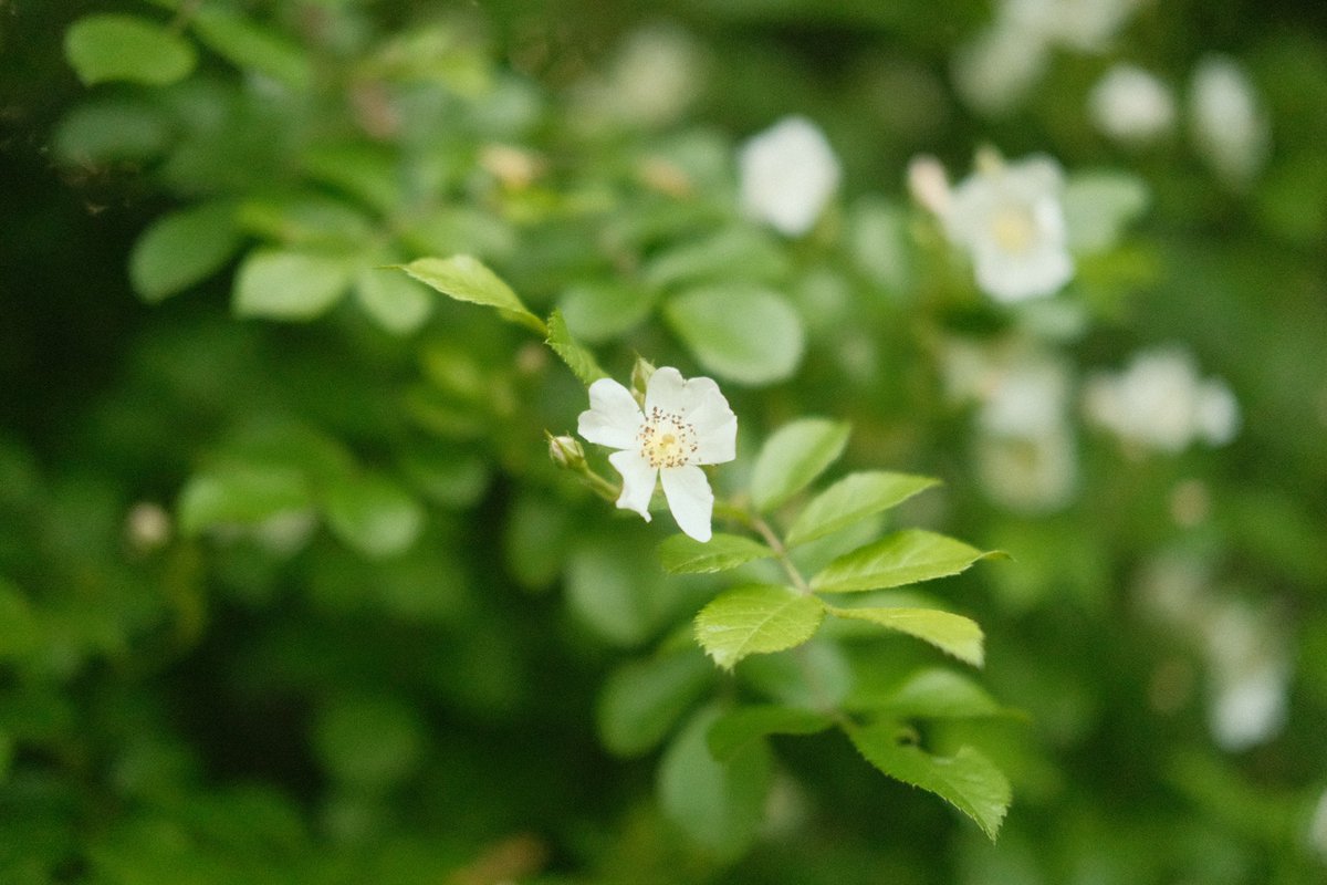 _Truffl3's tweet photo. (1/3) Some photos i got at the creek #photography #creek #flower #Flowerphoto https://t.co/atoVlG7645