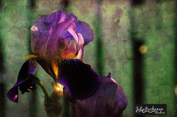 spencerrayner's tweet photo. rep @JolieBStudios

An iris in my mothers garden (archive) #doublex #analog https://t.co/tuDJhTKOPw