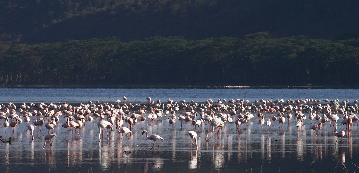 ExtendedTravels's tweet photo. Sarova Lion Hill Game Lodge 😍 Lake Nakuru https://t.co/9F9hLyxlHt