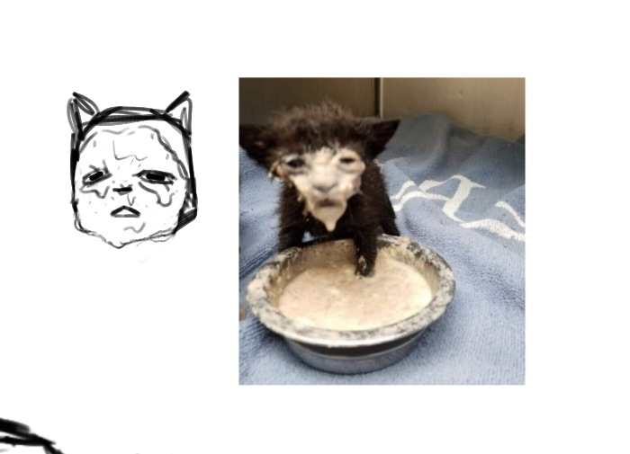 Ararassas's tweet photo. Meow

#kane #enadreambbq #enashepherd https://t.co/VvORagjtCh