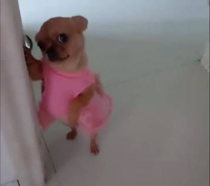 LIQUOROSE AND SAGA, WHEN YOU TWO ARE READY, MEET ME IN FRONT I’M ALREADY AT THE CITY GATE, SHIPPING 😜🚢