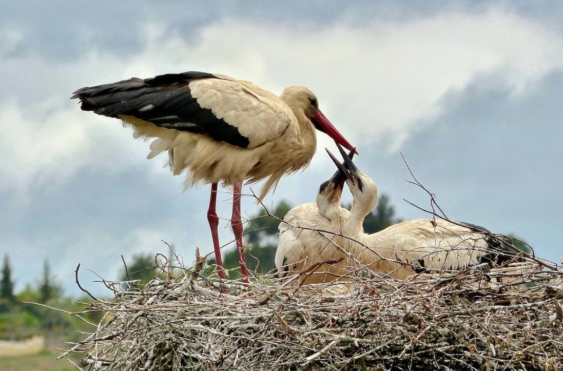 Today South Africa joins the international community to celebrate #WorldMigratoryBirdDay. 

The 2025 theme, endorsed by Minister @Dr_Dion_George shines a spotlight on the many threats #migratory #birds face due to human activities and rapid urban expansion.
