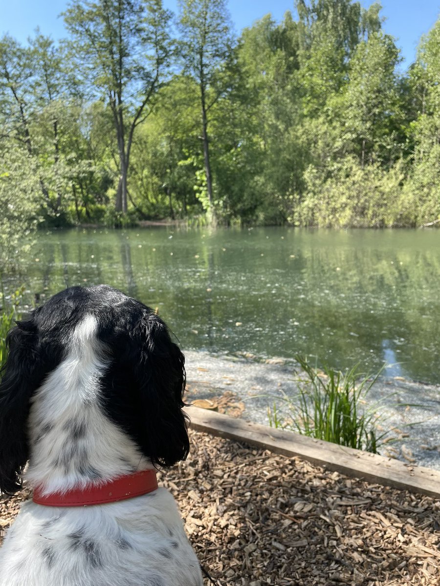 Ooooh what a lovely day to take the dog for a walk. onlyfans.com/1707134655/shr…  #onlyfans #nature #onlyfan