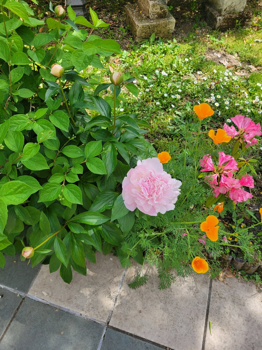 emilie2286's tweet photo. Pivoines du jardin 🥰 https://t.co/683RU6Sc8e