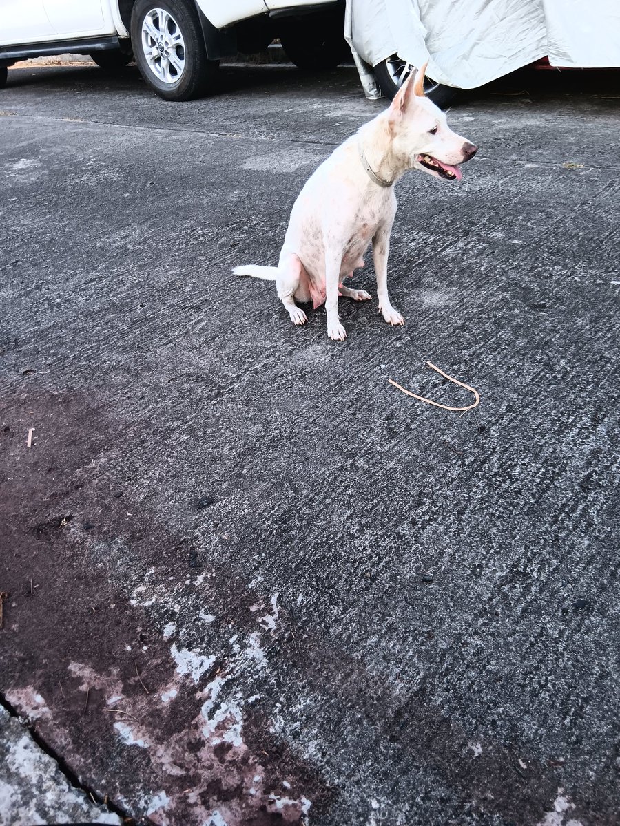 magshare ng food sa strays kung may mkita man... sabi nga ni Alexa, kung hindi siya, ako, o tayo, sino tutulong sa kanila?

InfluentiALEXA ONLINEVERSE

#AlexaIlacad