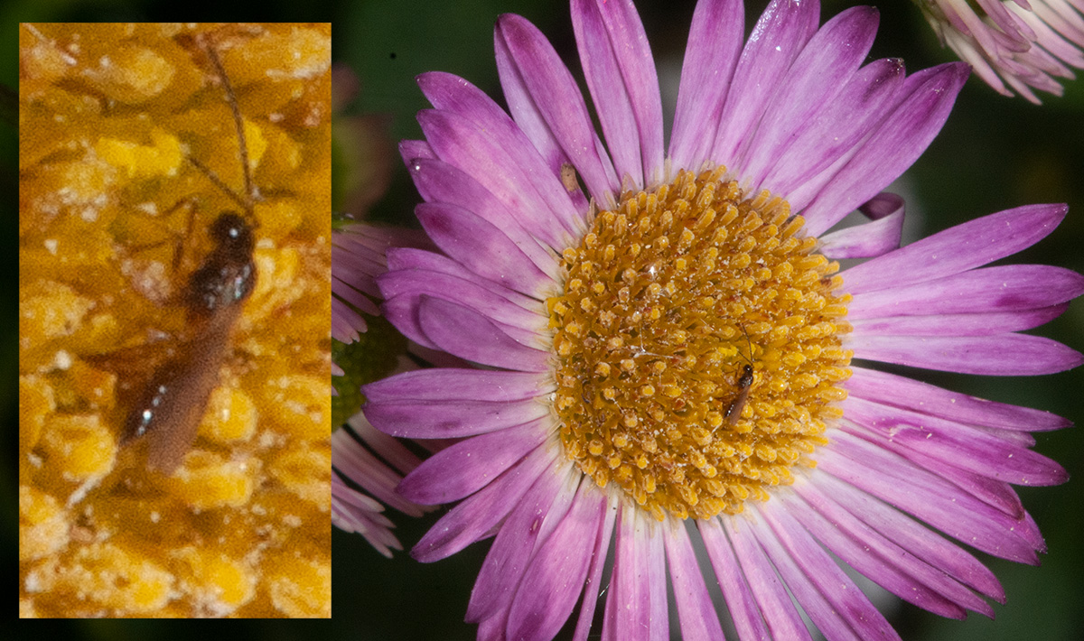 Small wasp on Mexican fleabane (Erigeron karvinskianus). When I first saw these flowers growing in many walls in Cornwall I thought they were daises.