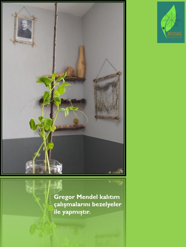 Yenilikçi ve bilimsel öğrenme alanımız olan "Biyoağ"da öğrenciler iş birliği hâlinde çalışıp yaratıcı fikirler geliştirip buldukları verileri kaydedip araştırma sonuçlarını etkili sunumlar ile aktarabilmektedir. #BiyoağBiyolojiLaboratuvarı