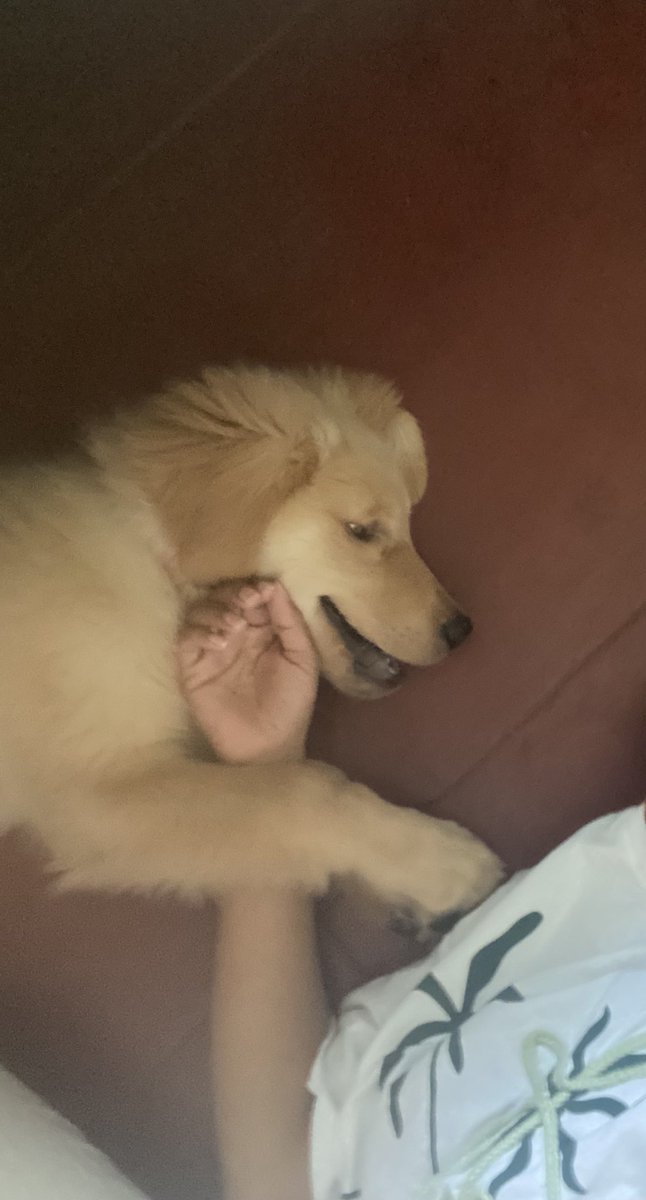 BBecardy's tweet photo. എന്തേ ….എന്റെ ചിരി ഇഷ്ടായില്ലേ …😌?? 💞

#Buddy
#Buddydog
#Dog #petlovers #Doglovers #Goldenretriever #Goldenbuddy https://t.co/BrthGr45wP