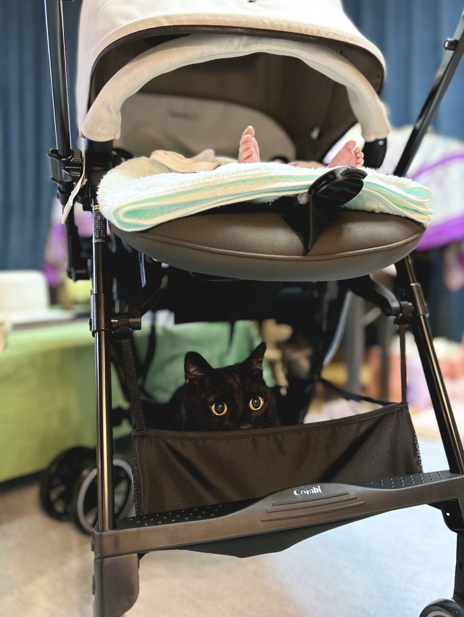 nkknrk's tweet image. お家の中でベビーカー出してみたら2人ともいい感じにおさまった👶🐈‍⬛