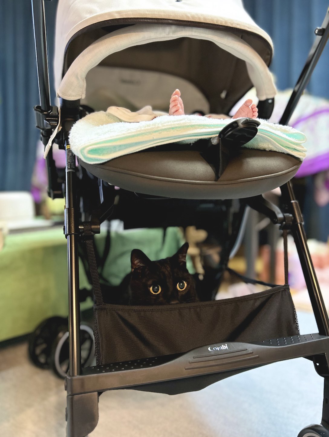 【専用】黒猫様 黒猫のノア♂600g」神奈川県 - 猫の里親募集(315375) 1枚目の