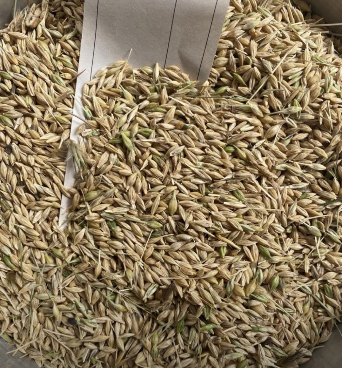 Şanlıurfamızın 2025 yılının ilk mahsülü olma özelliğini taşıyan kuru tarım arpa bugün zahireciler borsamıza gelmiştir.Tüm çiftçimize ve esnaflarımıza  hayırlı ve bereketli  bir yıl olmasını temenni ediyoruz.