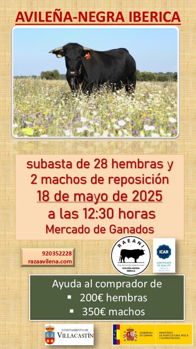 📌 El próximo fin de semana tenemos la feria de Villacastin con 28 hembras y dos machos de subasta 📝
#avileña #100x100nuestro #ElCampoNoPara #rural_love #ganado