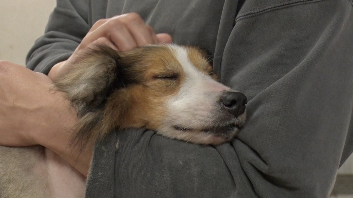 minnano_zoo_ntv's tweet image. #嗚呼みんなの動物園
ご視聴ありがとうございました🙌
#相葉トリミング
#SixTONES #森本慎太郎 さんとの
抜群のコンビネーションで
シェルティちゃんをレスキュー✨️
グッと距離が縮まった
#かけおち #青木マッチョ と
ヴィクトリア🐱
譲渡会の詳細は別投稿にて🗒️
#相葉雅紀 
#サンシャイン池崎