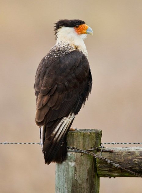 barroso3105's tweet image. Hola ! #pájaros  Maravilloso  🤩  
✨ Beautiful bird  😍✨
✨👉 Crested Caracara 🐦
✨👉 📸  By  Jim Gilbert ✨
 ✨➡️ Always thinking about a better world
  💭🌐🕊️😎