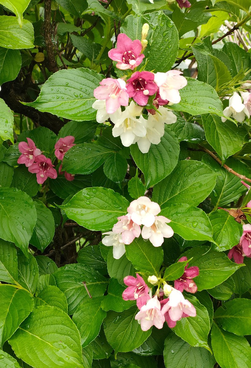 E7%86%B1%E8%8B%A6%E3%81%97%E3%81%95