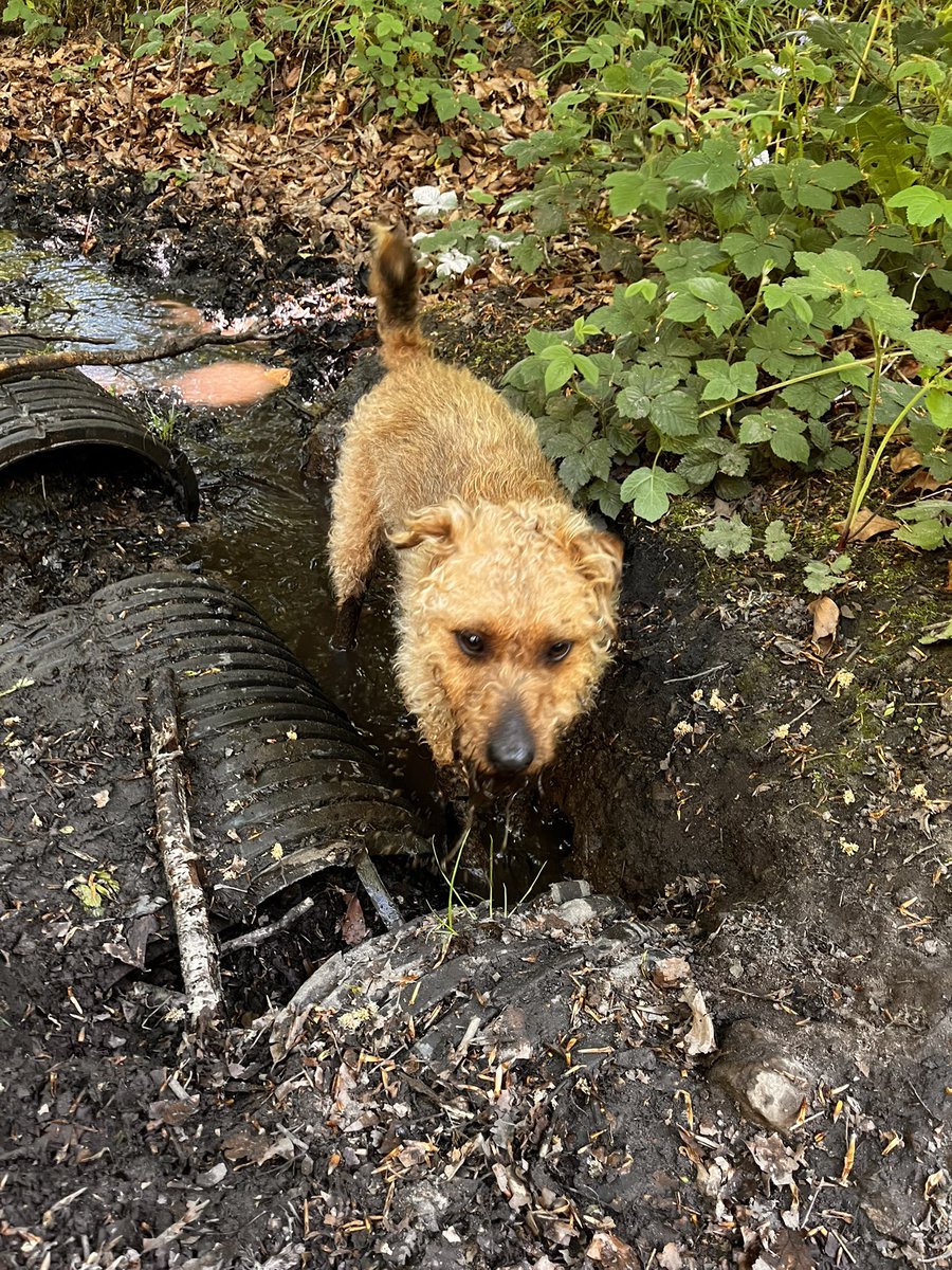 LordJack642's tweet photo. Went for a walk in the woods and found a mud pool 😀 now they’ve bathed me… the cheek 😂🐾 https://t.co/Rtica2RFpR