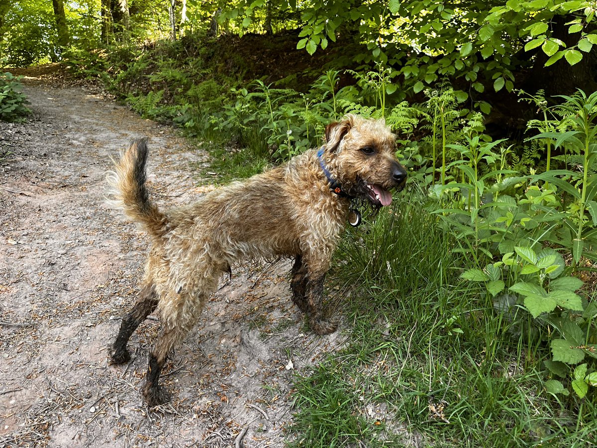 LordJack642's tweet photo. Went for a walk in the woods and found a mud pool 😀 now they’ve bathed me… the cheek 😂🐾 https://t.co/Rtica2RFpR
