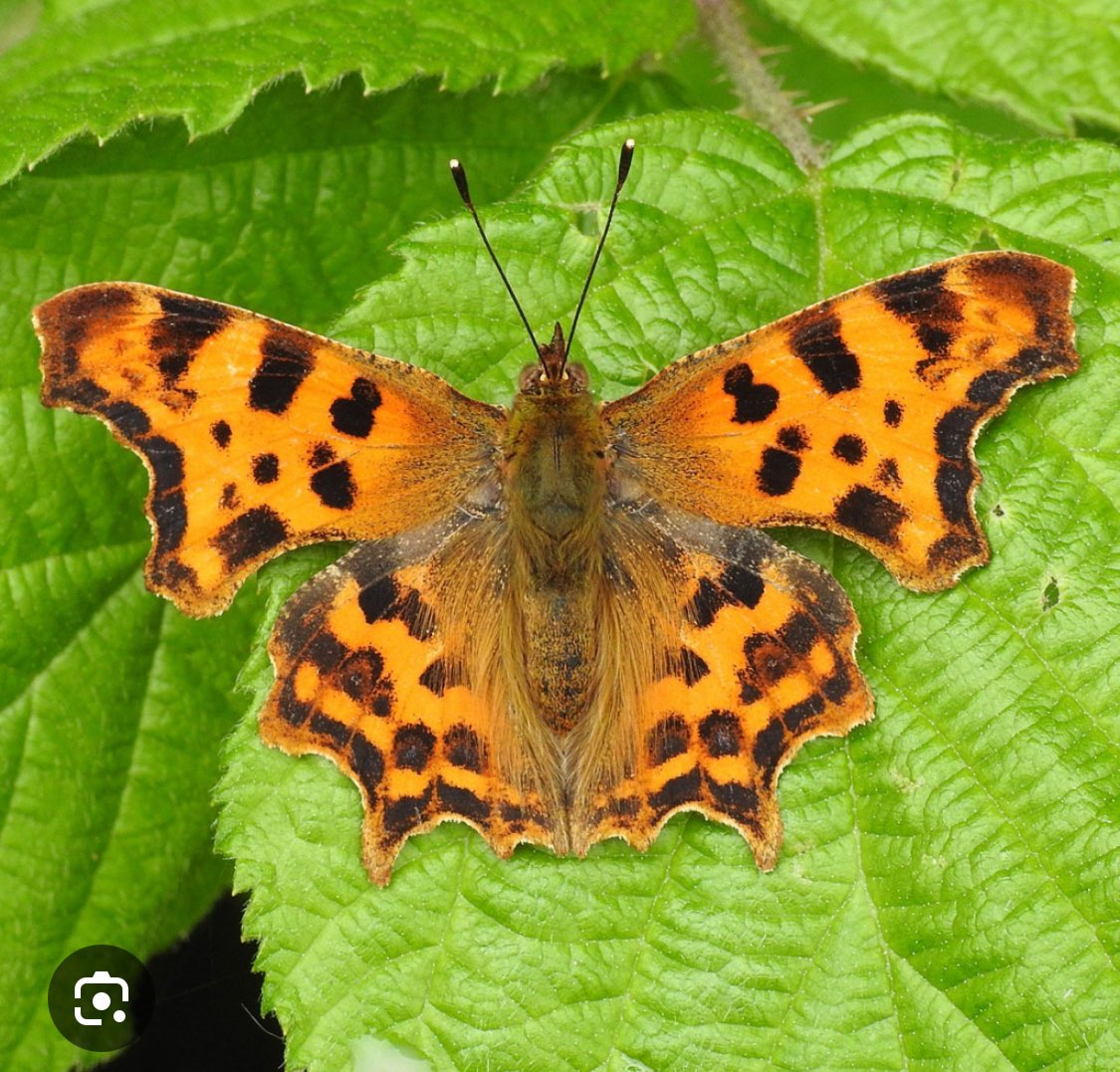 Benbbirder's tweet image. In the garden right now, Comma butterfly.