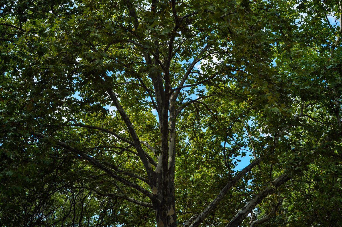 Join our Branch Out Tree Festival Symposium, Shoreham, 14 June. Exciting event brings together nature lovers, professionals &amp; community to explore world of trees and how we can plant, protect &amp; care for them. See superb speakers/programme &amp; book now: cpresussex.org.uk/tree-festival/…