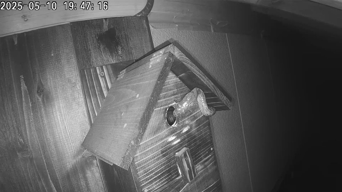 シジュウカラの巣箱がアオダイショウにやられた😭
こんな時間に外のセンサーが反応しておかしいと思いカメラを見たら。。。家にいたら引きずり出せたのに。