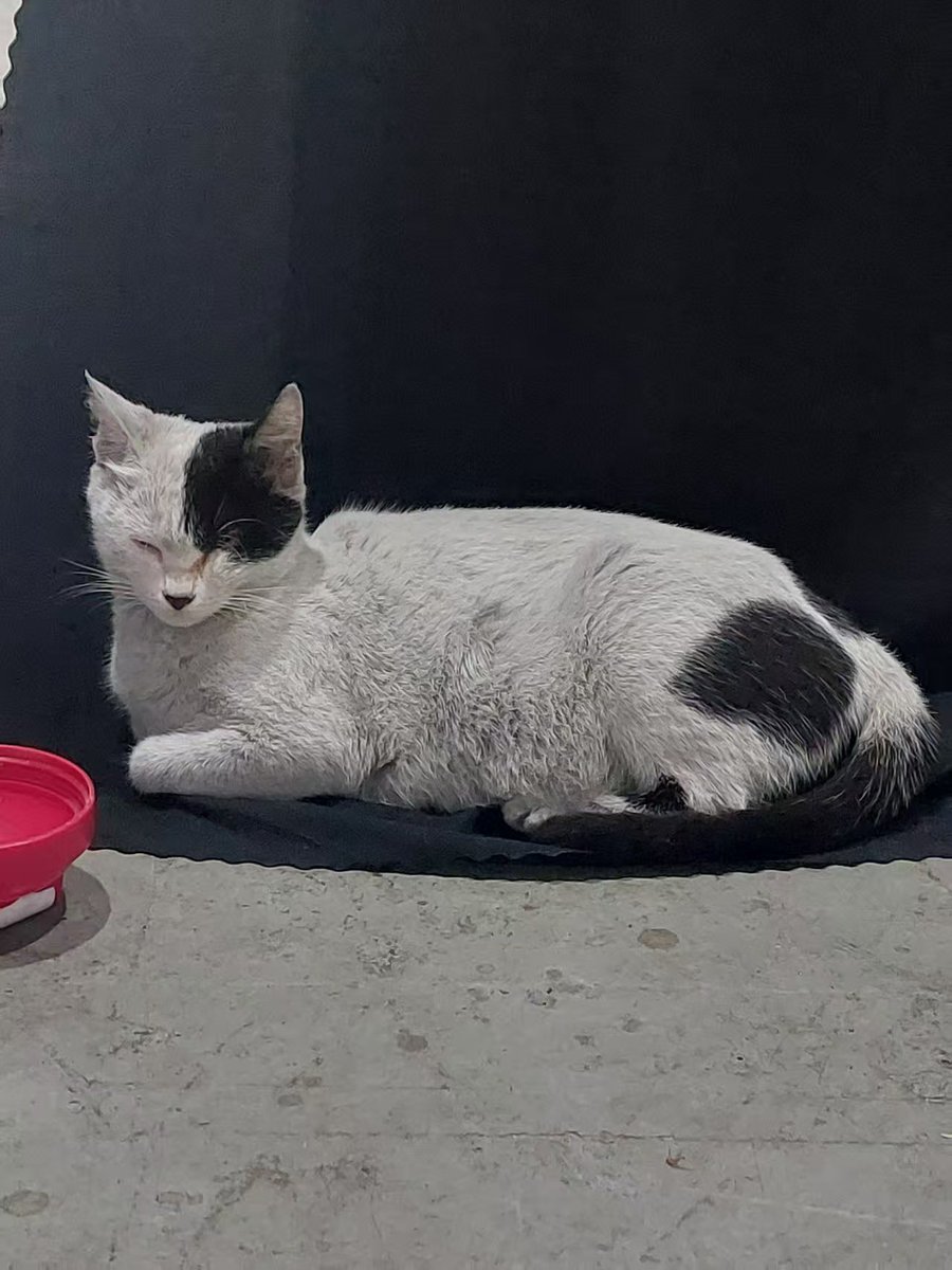 Buffa_AYOOO's tweet image. @gg750_hq is now officially open! We’re blessed by support from everyone - property management to community, and even our new community cat called Lil GG. Let’s gooooo 🚀🧨
gg750.com
#gg750 #buffaayooo #buffa #ブッファ #ayooo #prowrestling #dojo #shenzhen #china