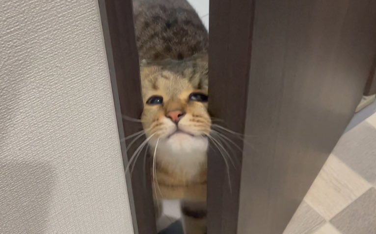 人がトイレ中にそんな顔になってまで侵入してきてさ、なーにをしとる？？